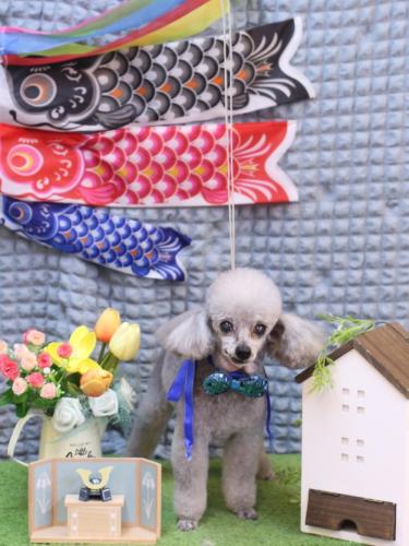 20230526サージュちゃん